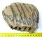Mammuthus meridionalis részleges fog (970 framm)