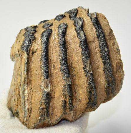 Mammuthus meridionalis részleges fog (1090 gramm)