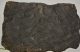 Komlosaurus carbonis footprint fossil pair (21,1 Kg) Komlosaurus carbonis footprint fossil pair (21,1 Kg)