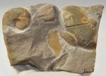 Jeanthieuloyites sp. ammomite from Hungary