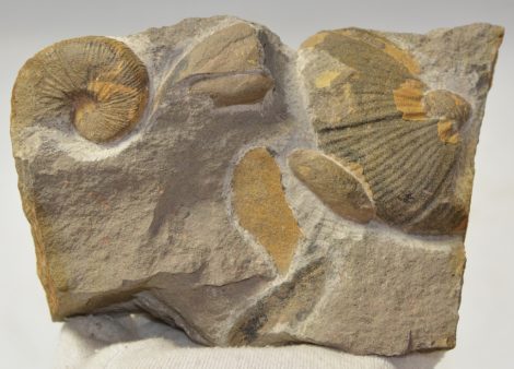 Jeanthieuloyites sp. ammomite from Hungary