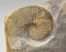 Jeanthieuloyites sp. ammomite from Hungary