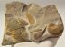 Jeanthieuloyites sp. ammomite from Hungary