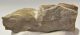 Jeanthieuloyites sp. ammomite from Hungary