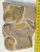 Jeanthieuloyites sp. ammomite from Hungary