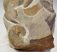 Jeanthieuloyites sp. ammomite from Hungary