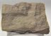 Jeanthieuloyites sp. ammomite from Hungary