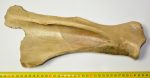 Equus sp. partial scapula bone (361 mm) SOLD (NR) 12