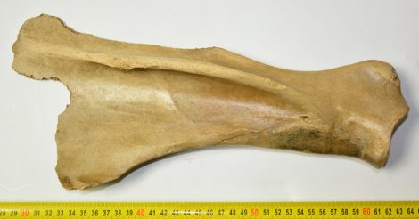 Equus sp. partial scapula bone (361 mm) 