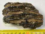   Mammuthus meridionalis részleges fog (374 gramm) ELFOGYOTT (EB) 04