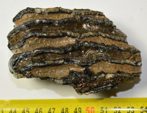 Mammuthus meridionalis részleges fog (374 gramm)