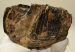 Mammuthus meridionalis részleges fog (374 gramm)