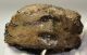 Mammuthus meridionalis részleges fog (374 gramm) ELFOGYOTT (EB) 04