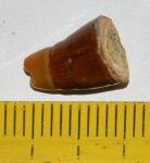   Sparidae hal elülső foga Nyírád közeléből ELFOGYOTT (EA) 03