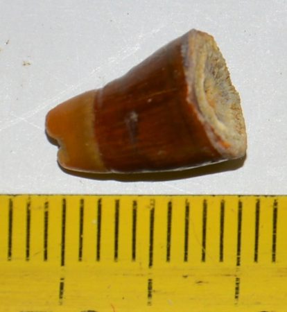 Sparidae fish tooth from Nyírád