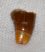 Sparidae hal elülső foga Nyírád közeléből ELFOGYOTT (EA) 03
