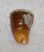 Sparidae hal elülső foga Nyírád közeléből ELFOGYOTT (EA) 03