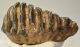 Mammuthus meridionalis tooth (1800 grams) Southern mammoth