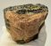 Mammuthus meridionalis tooth (1800 grams) Southern mammoth