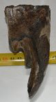 Mammuthus primigenius részleges fog (310 gramm)