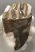 Mammuthus primigenius részleges fog (310 gramm)