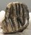 Mammuthus primigenius részleges fog (310 gramm)