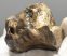 Mammuthus primigenius részleges fog (310 gramm)