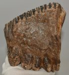 Mammuthus primigenius fog (1431 gramm)