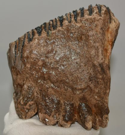 Mammuthus primigenius fog (1431 gramm)