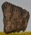 Mammuthus primigenius fog (1431 gramm)