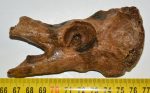   Seal (Pagophilus groenlandicus?) partial plevic bone (109 mm)