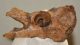 Seal (Pagophilus groenlandicus?) partial plevic bone (109 mm)
