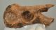 Seal (Pagophilus groenlandicus?) partial plevic bone (109 mm)