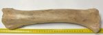 Megaloceros giganteus radius csont (390 mm)