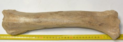 Megaloceros giganteus radius csont (390 mm)