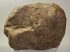 Mammuthus meridionalis részleges patella csont (3041 gramm)