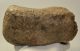 Mammuthus meridionalis részleges patella csont (3041 gramm)