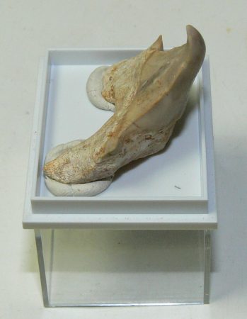Patologiás Otodus obliquus cápa fog (33 mm)