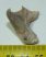 Patologic Otodus obliquus teeth (33 mm) from Morocco