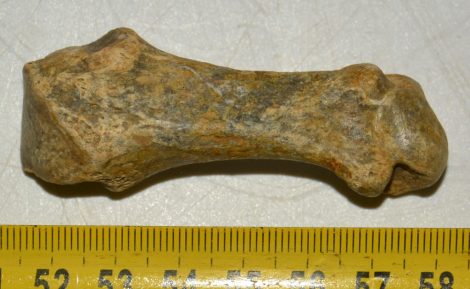 Ursus spelaeus metapodial finger bone ( 68 mm) Cave Bear