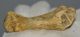 Ursus spelaeus metapodial finger bone ( 68 mm) Cave Bear