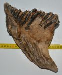   Mammuthus primigenius partial tooth (2125 grams) Woolly Mammoth