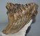 Mammuthus primigenius partial tooth (2125 grams) Woolly Mammoth