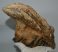 Mammuthus primigenius partial tooth (2125 grams) Woolly Mammoth