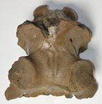 Megaloceros sp. részleges koponya