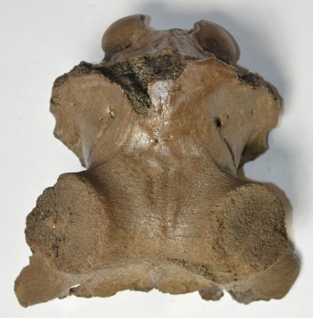 Megaloceros sp. részleges koponya