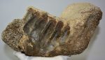 Mammuthuas meridionalis partial jaw bone (1995 grams)