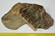 Mammuthus meridionalis részleges állkapocs csont (1995 gramm)