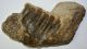 Mammuthus meridionalis részleges állkapocs csont (1995 gramm) ELFOGYOTT (LL B) 11