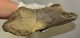 Mammuthuas meridionalis partial jaw bone (1995 grams) SOLD (LL B) 11